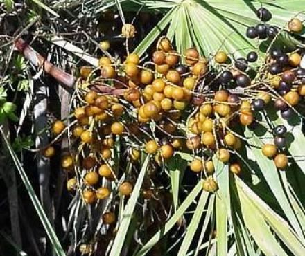Екстракт SawPalmetto